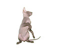 Peterbald kitten