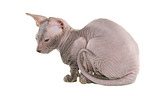 Peterbald kitten