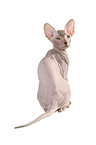 Peterbald kitten