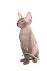 Peterbald kitten