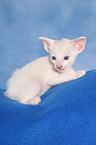 Peterbald kitten