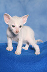 Peterbald kitten