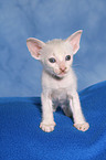 Peterbald kitten