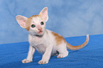 Peterbald kitten