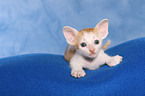 Peterbald kitten