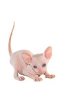 Peterbald kitten