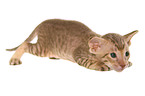 Peterbald Kitten