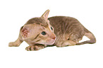 Peterbald Kitten