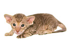 Peterbald Kitten