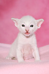 Peterbald Kitten