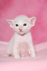 Peterbald Kitten