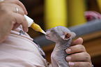 Peterbald Kitten