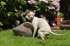 Peterbald