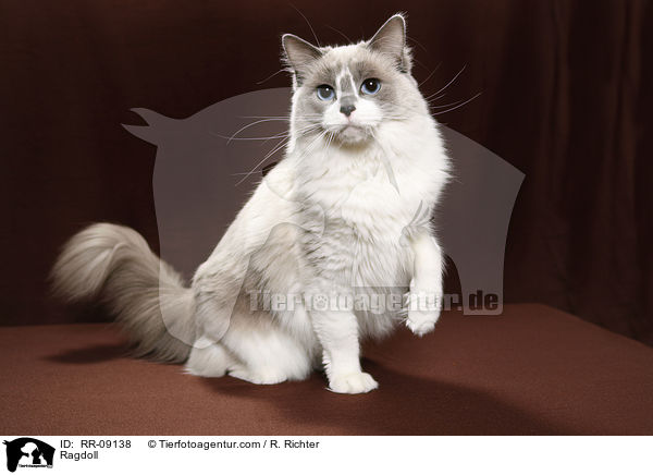 Ragdoll / Ragdoll / RR-09138