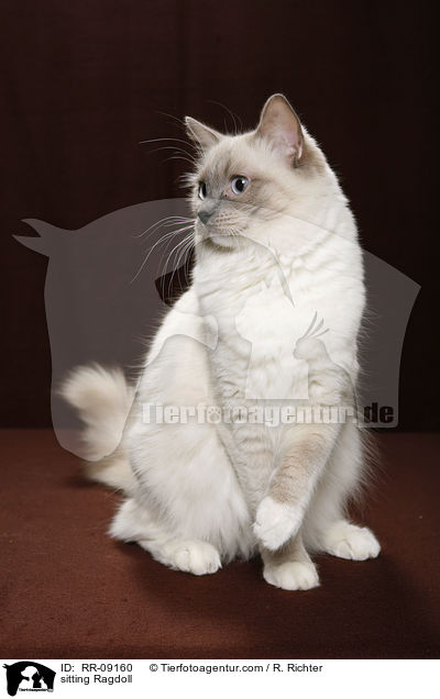 sitzende Ragdoll / sitting Ragdoll / RR-09160