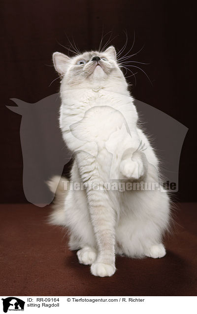 sitzende Ragdoll / sitting Ragdoll / RR-09164