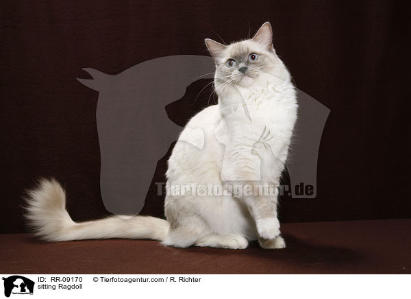 sitzende Ragdoll / sitting Ragdoll / RR-09170