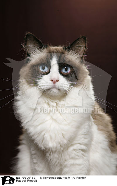 Ragdoll Portrait / RR-09182