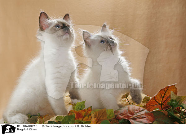 Ragdoll Ktzchen / Ragdoll Kitten / RR-09213