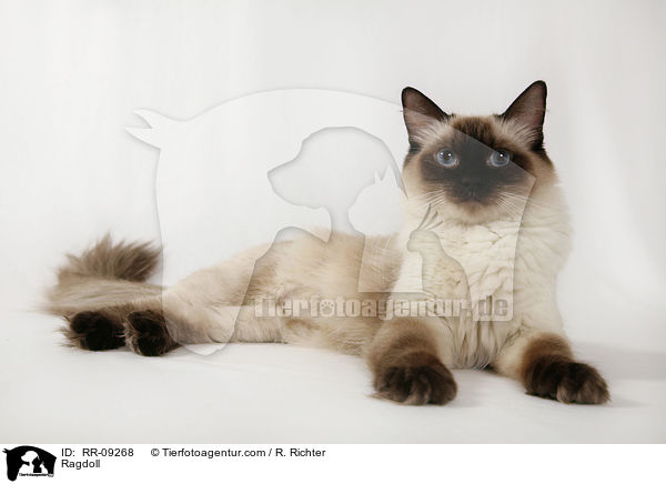 Ragdoll / RR-09268
