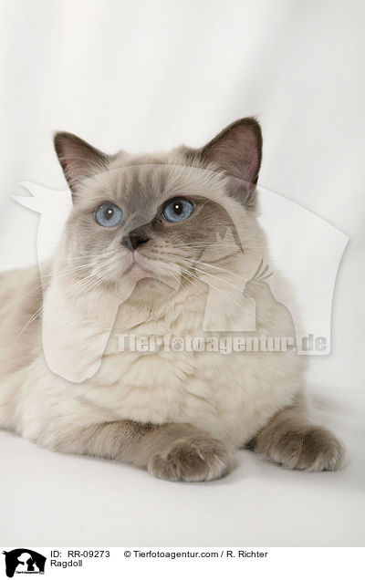 Ragdoll / Ragdoll / RR-09273