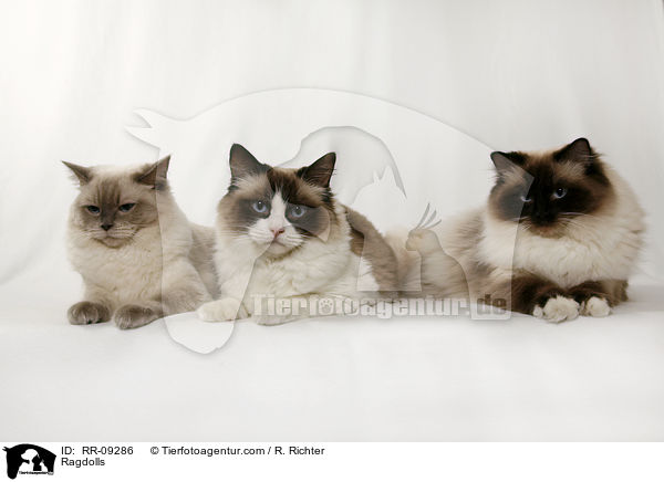 Ragdolls / Ragdolls / RR-09286