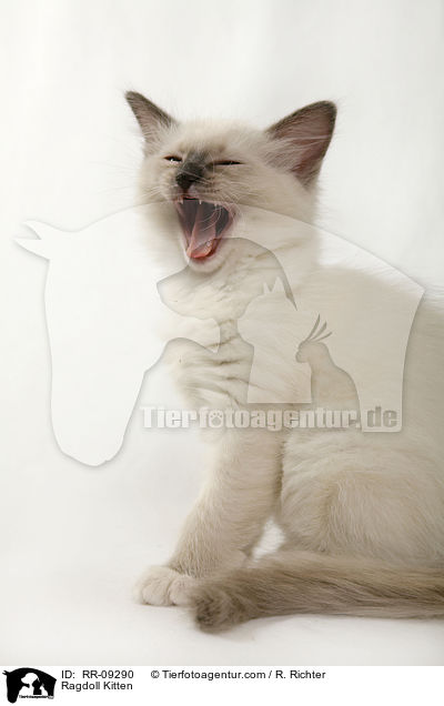 Ragdoll Ktzchen / Ragdoll Kitten / RR-09290