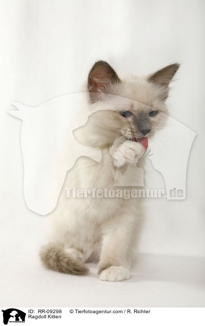 Ragdoll Ktzchen / Ragdoll Kitten / RR-09298