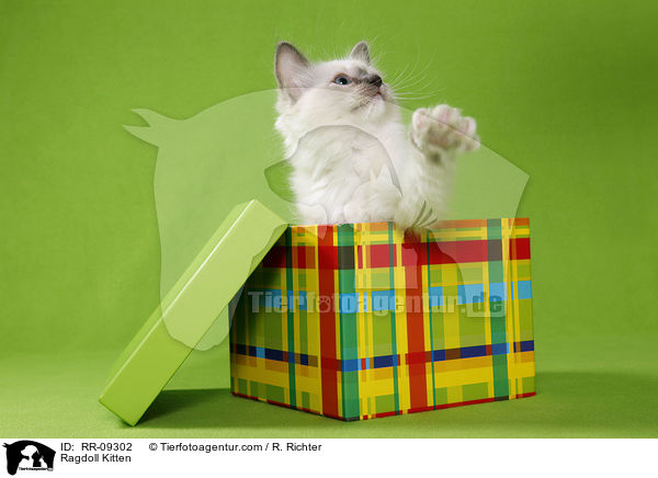 Ragdoll K�tzchen / Ragdoll Kitten / RR-09302