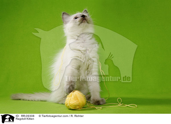 Ragdoll K�tzchen / Ragdoll Kitten / RR-09308