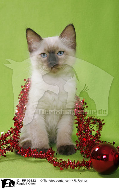 Ragdoll Ktzchen / Ragdoll Kitten / RR-09322