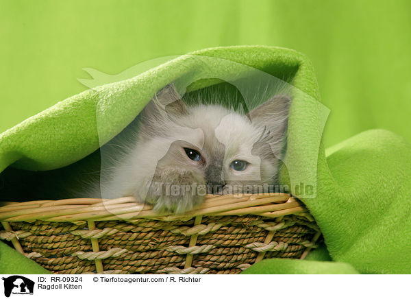 Ragdoll Ktzchen / Ragdoll Kitten / RR-09324
