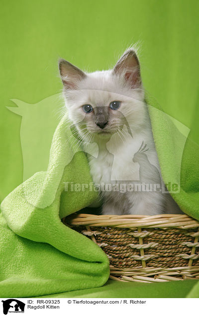 Ragdoll Kitten / RR-09325