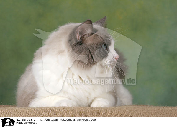 Ragdoll tomcat / SS-06812