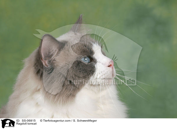 Ragdoll Kater / Ragdoll tomcat / SS-06815