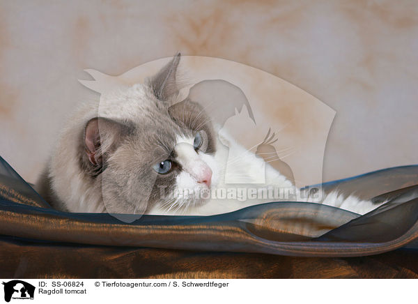 Ragdoll Kater / Ragdoll tomcat / SS-06824
