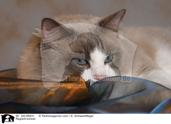 Ragdoll Kater / Ragdoll tomcat / SS-06831