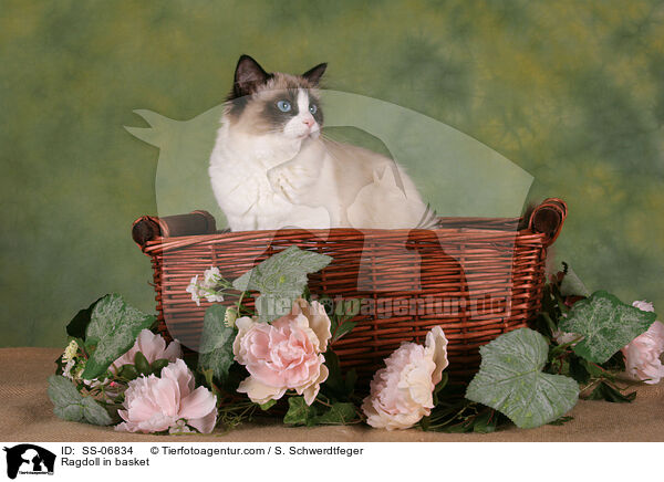 Ragdoll in Krbchen / Ragdoll in basket / SS-06834