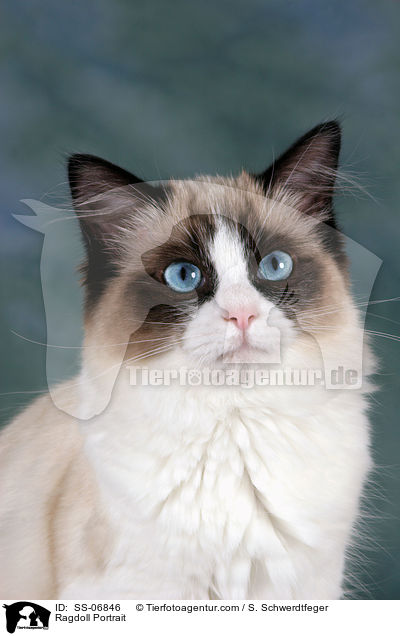 Ragdoll Portrait / Ragdoll Portrait / SS-06846