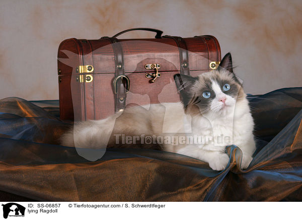 liegende Ragdoll / lying Ragdoll / SS-06857