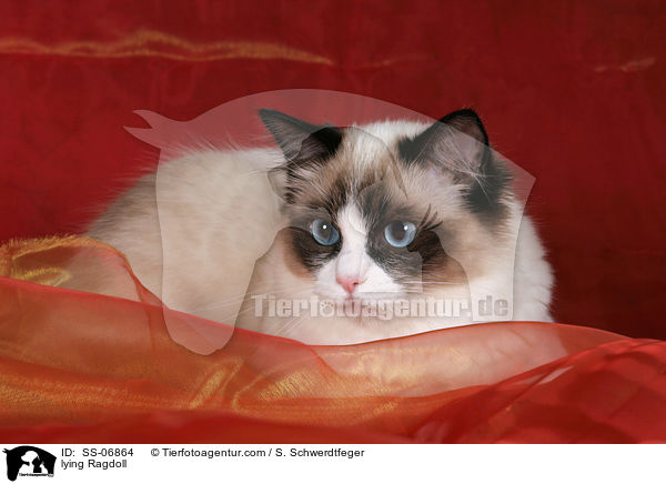 liegende Ragdoll / lying Ragdoll / SS-06864