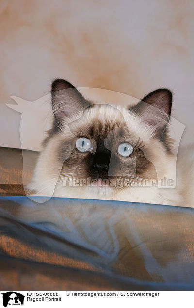 Ragdoll Portrait / Ragdoll Portrait / SS-06888