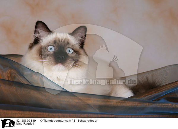 liegende Ragdoll / lying Ragdoll / SS-06889