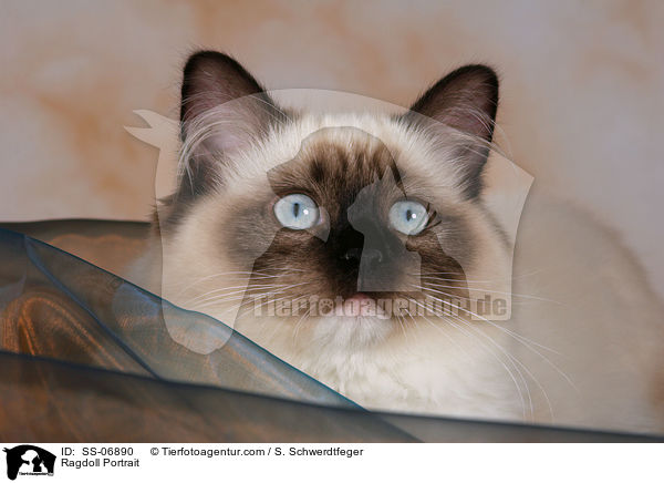 Ragdoll Portrait / SS-06890