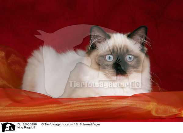 liegende Ragdoll / lying Ragdoll / SS-06898