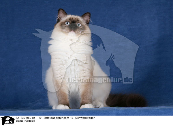 sitzende Ragdoll / sitting Ragdoll / SS-06910