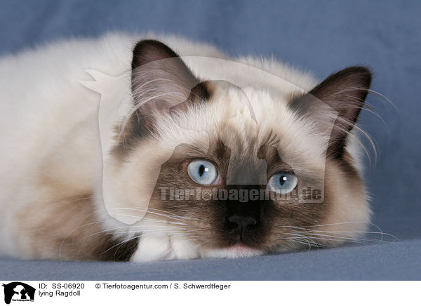 liegende Ragdoll / lying Ragdoll / SS-06920