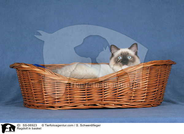 Ragdoll in Krbchen / Ragdoll in basket / SS-06923