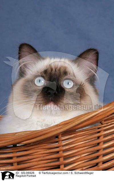 Ragdoll Portrait / SS-06926