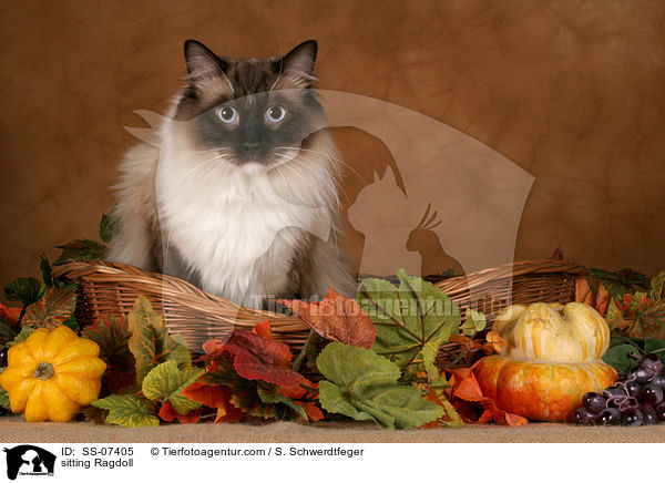 sitzende Ragdoll / sitting Ragdoll / SS-07405
